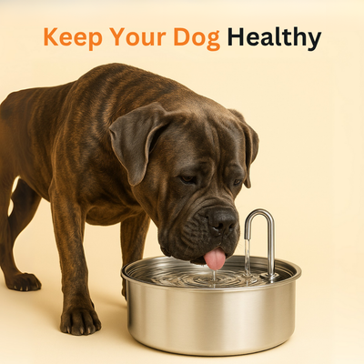 The Doggy Fountain ™