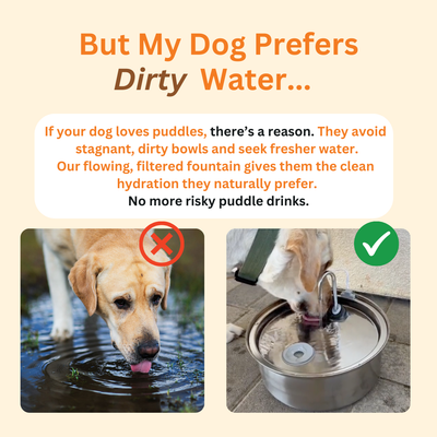 The Doggy Fountain ™