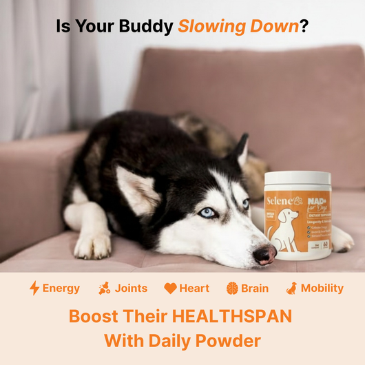 NAD+ Anti-Aging Precursor Powder