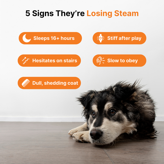 NAD+ Anti-Aging Precursor Powder