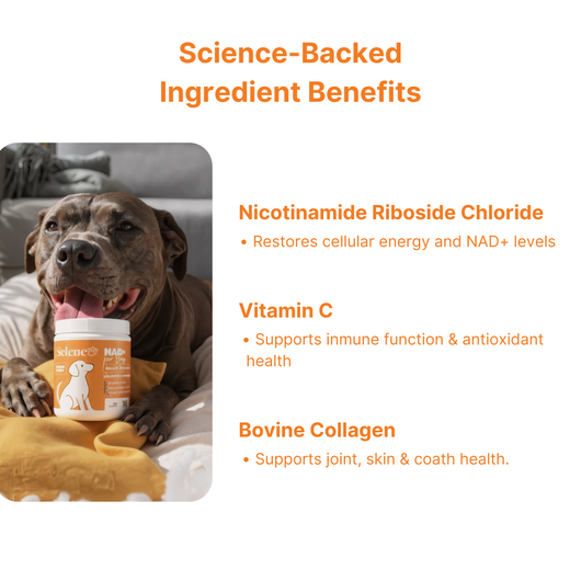 NAD+ Anti-Aging Precursor Powder