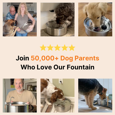 The Doggy Fountain