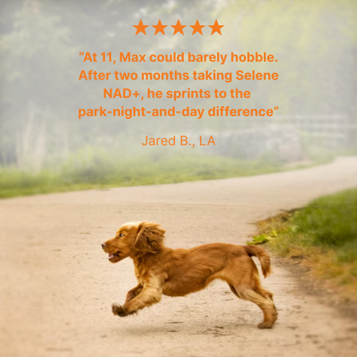 NAD+ Anti-Aging Precursor Powder