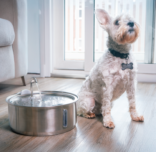 The Doggy Fountain